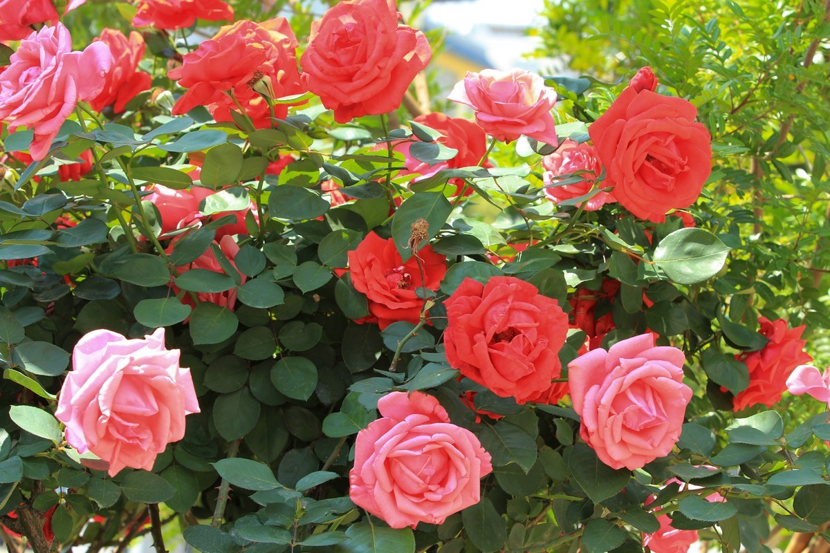 拍摄花卉一（579）