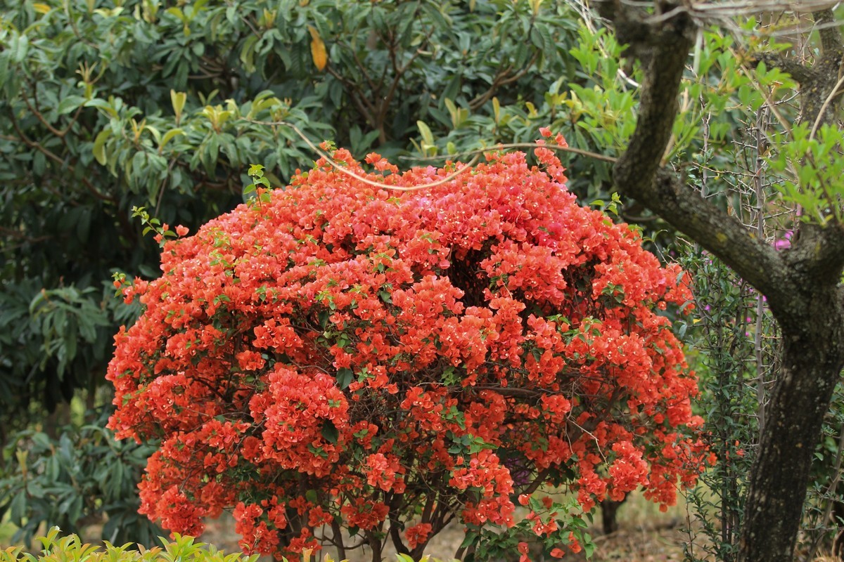 拍摄花卉一（579）