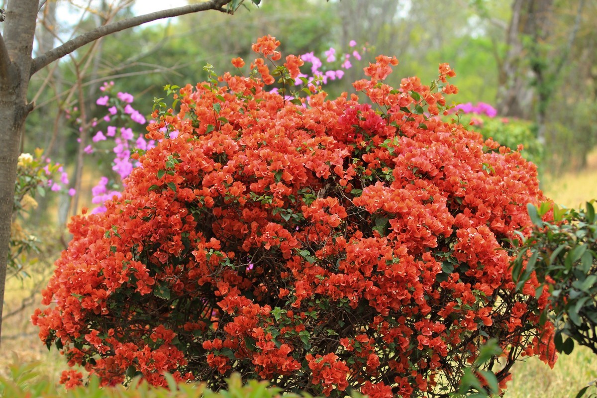 拍摄花卉一（579）