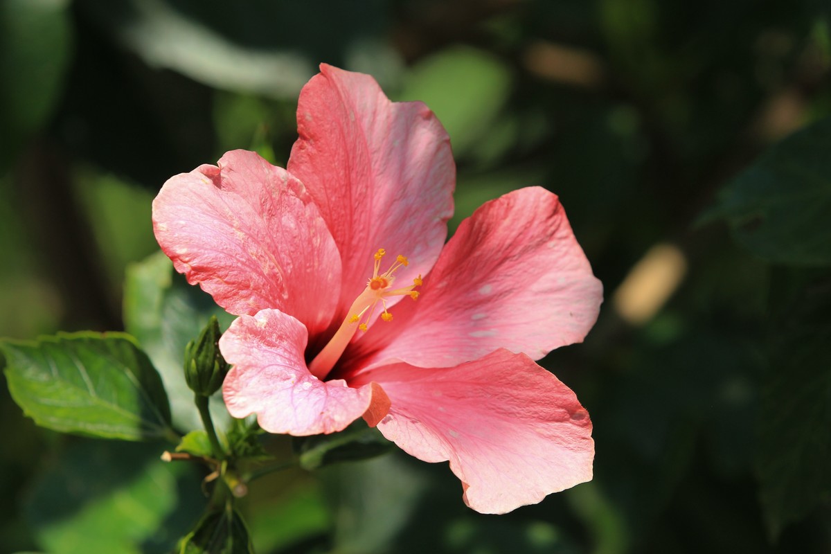 拍摄花卉一（579）