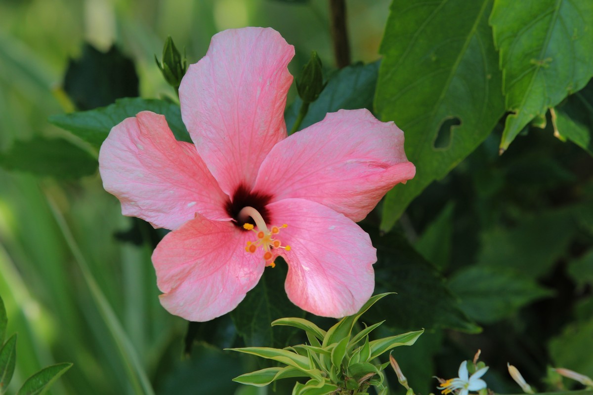 拍摄花卉一（579）