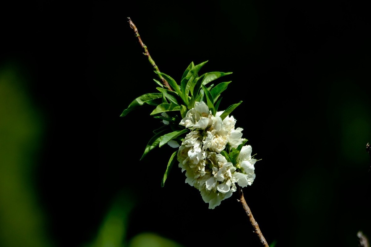 春天里——公园杂拍（二）