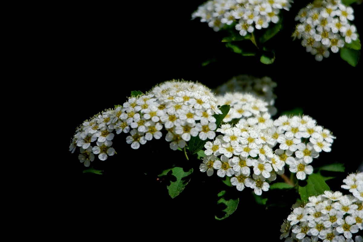 春天里——公园杂拍（二）