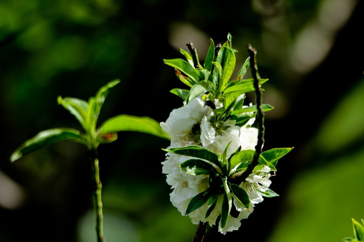 春天里——公园杂拍（二）