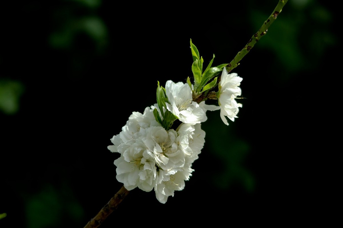 春天里——公园杂拍（二）