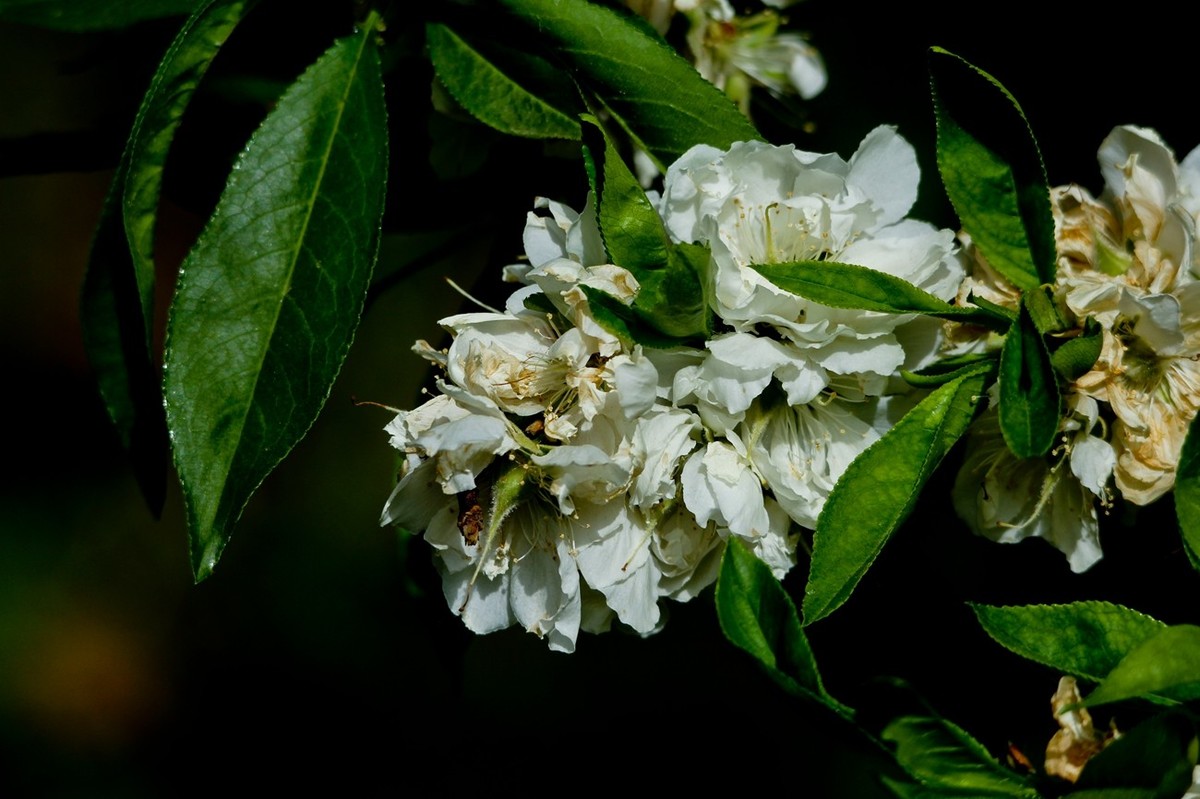 春天里——公园杂拍（二）