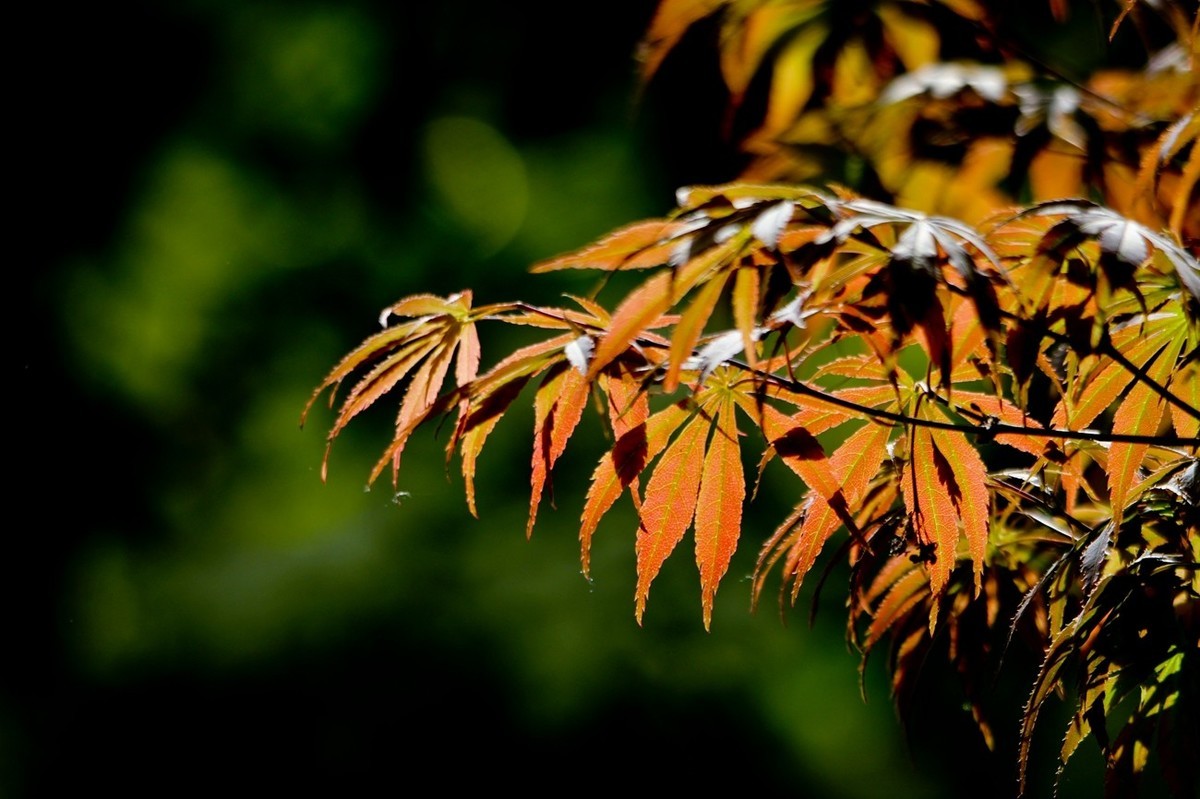 春天里——公园杂拍（二）