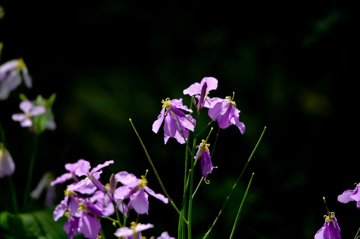 春天里——公园杂拍（二）