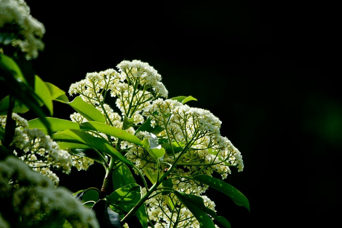 春天里——公园杂拍（二）