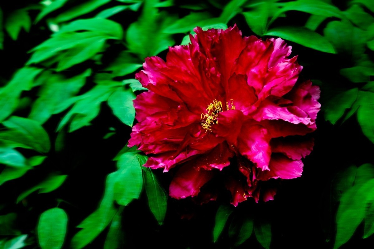 春天里——公园杂拍（二）