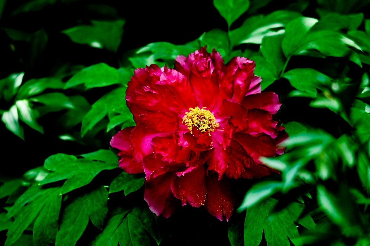 春天里——公园杂拍（二）