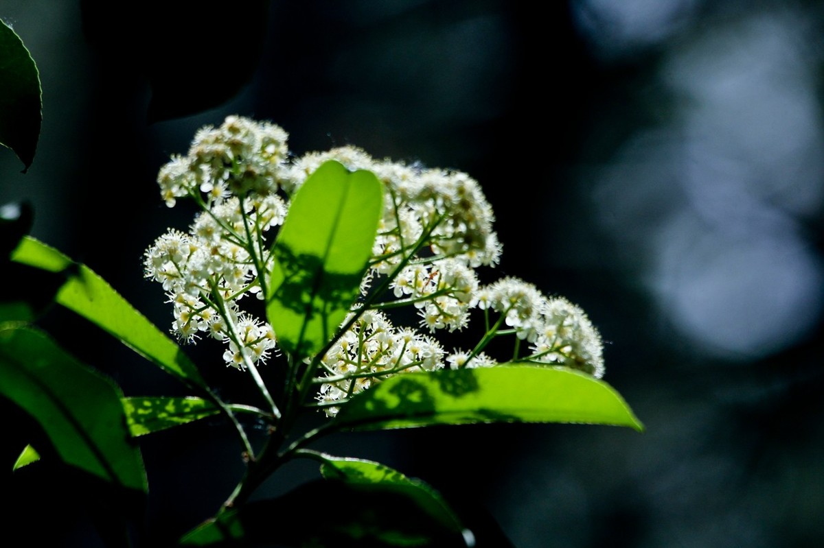 春天里——公园杂拍（二）