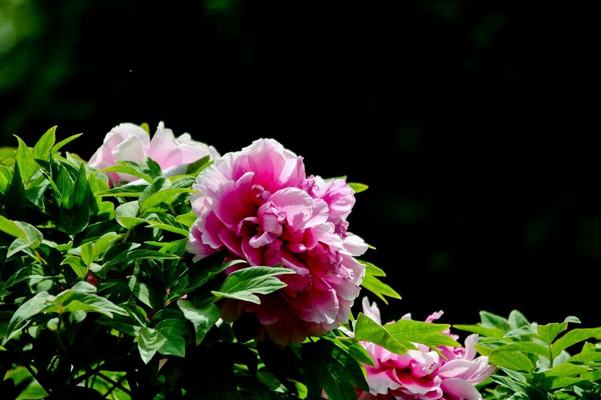 春天里——公园杂拍（二）