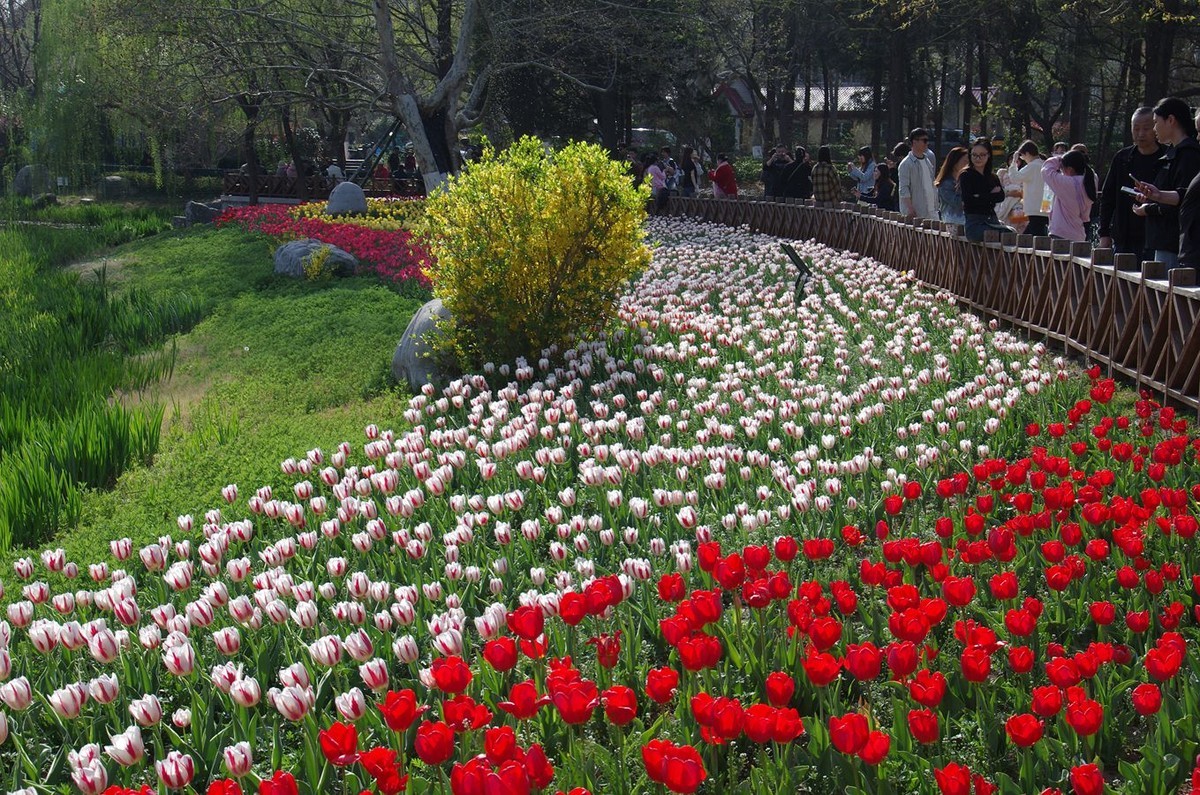 赏花