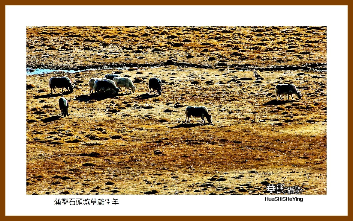 2023西行游记（新疆112）—蒲犁石头城草滩牛羊（喀什塔县）