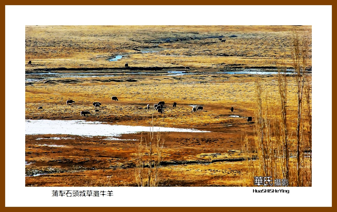 2023西行游记（新疆112）—蒲犁石头城草滩牛羊（喀什塔县）
