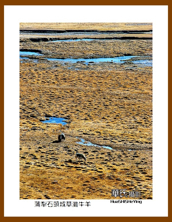 2023西行游记（新疆112）—蒲犁石头城草滩牛羊（喀什塔县）