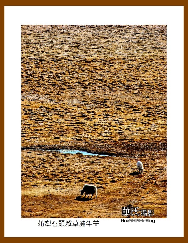 2023西行游记（新疆112）—蒲犁石头城草滩牛羊（喀什塔县）