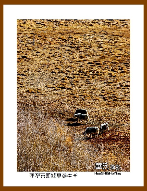 2023西行游记（新疆112）—蒲犁石头城草滩牛羊（喀什塔县）