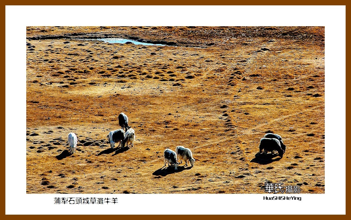 2023西行游记（新疆112）—蒲犁石头城草滩牛羊（喀什塔县）