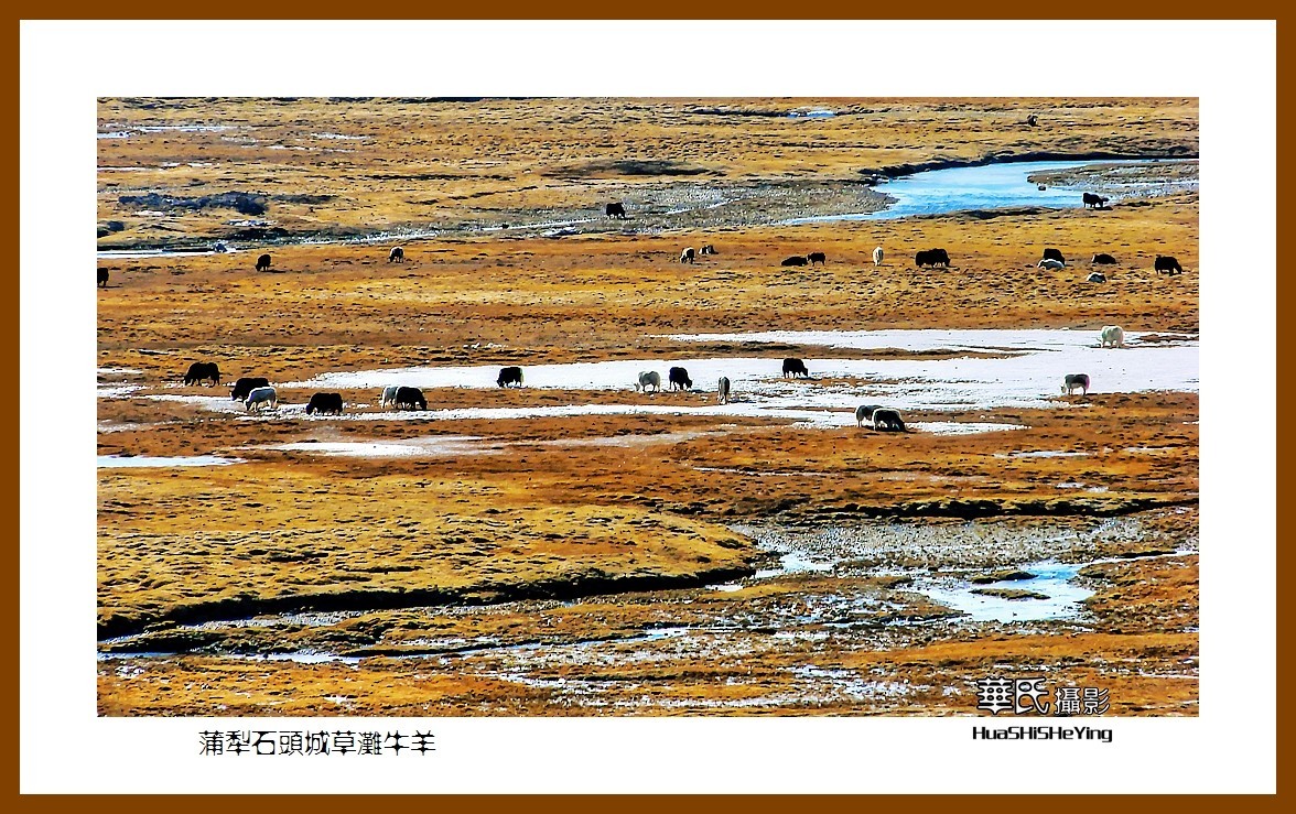 2023西行游记（新疆112）—蒲犁石头城草滩牛羊（喀什塔县）