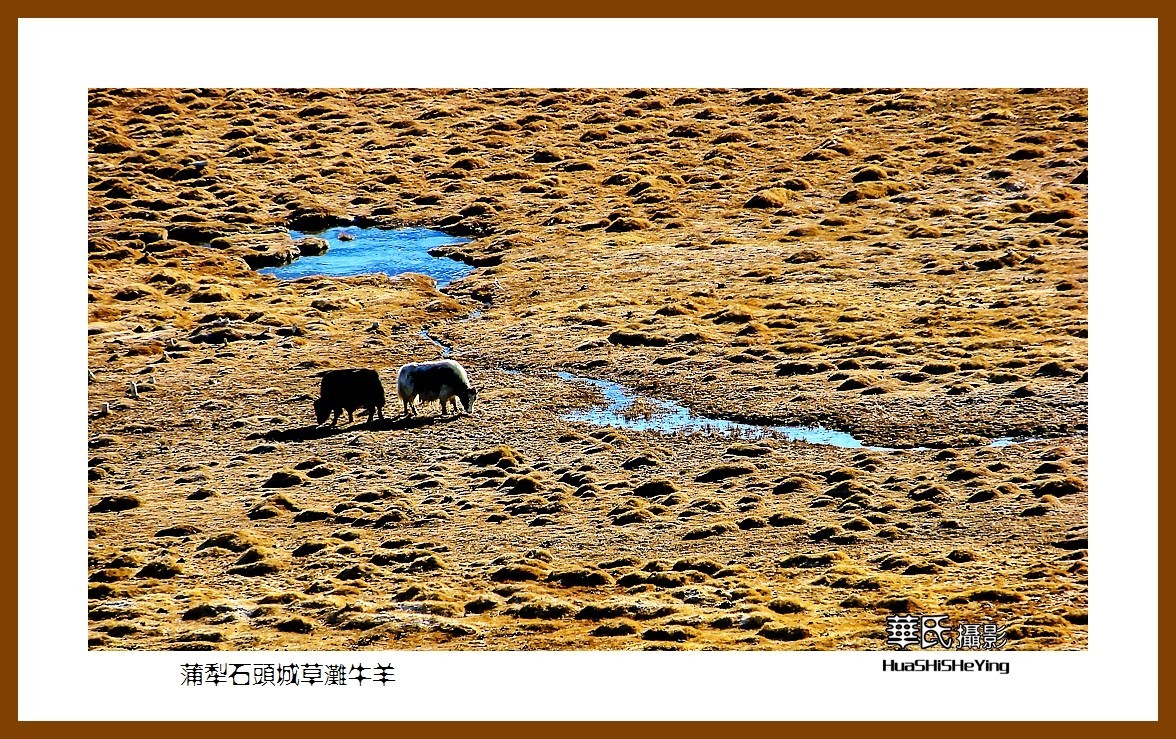 2023西行游记（新疆112）—蒲犁石头城草滩牛羊（喀什塔县）