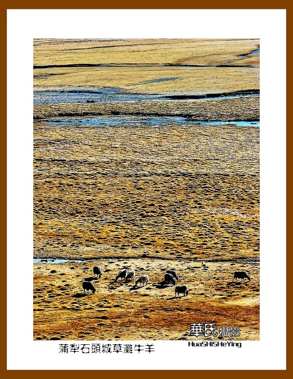 2023西行游记（新疆112）—蒲犁石头城草滩牛羊（喀什塔县）