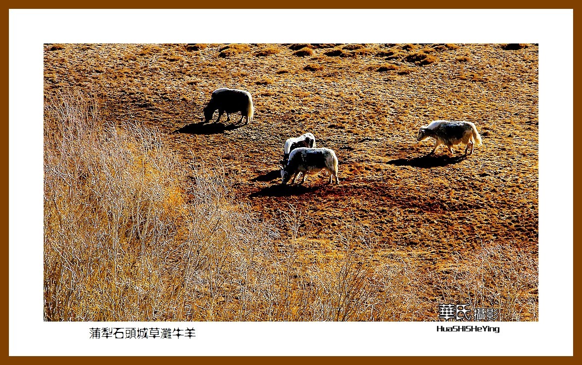 2023西行游记（新疆112）—蒲犁石头城草滩牛羊（喀什塔县）