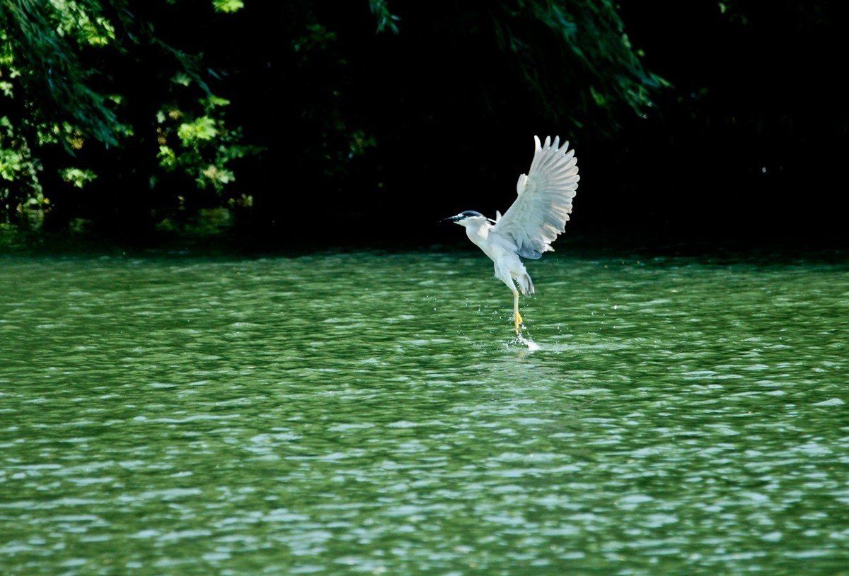 初夏——明湖夜鹭