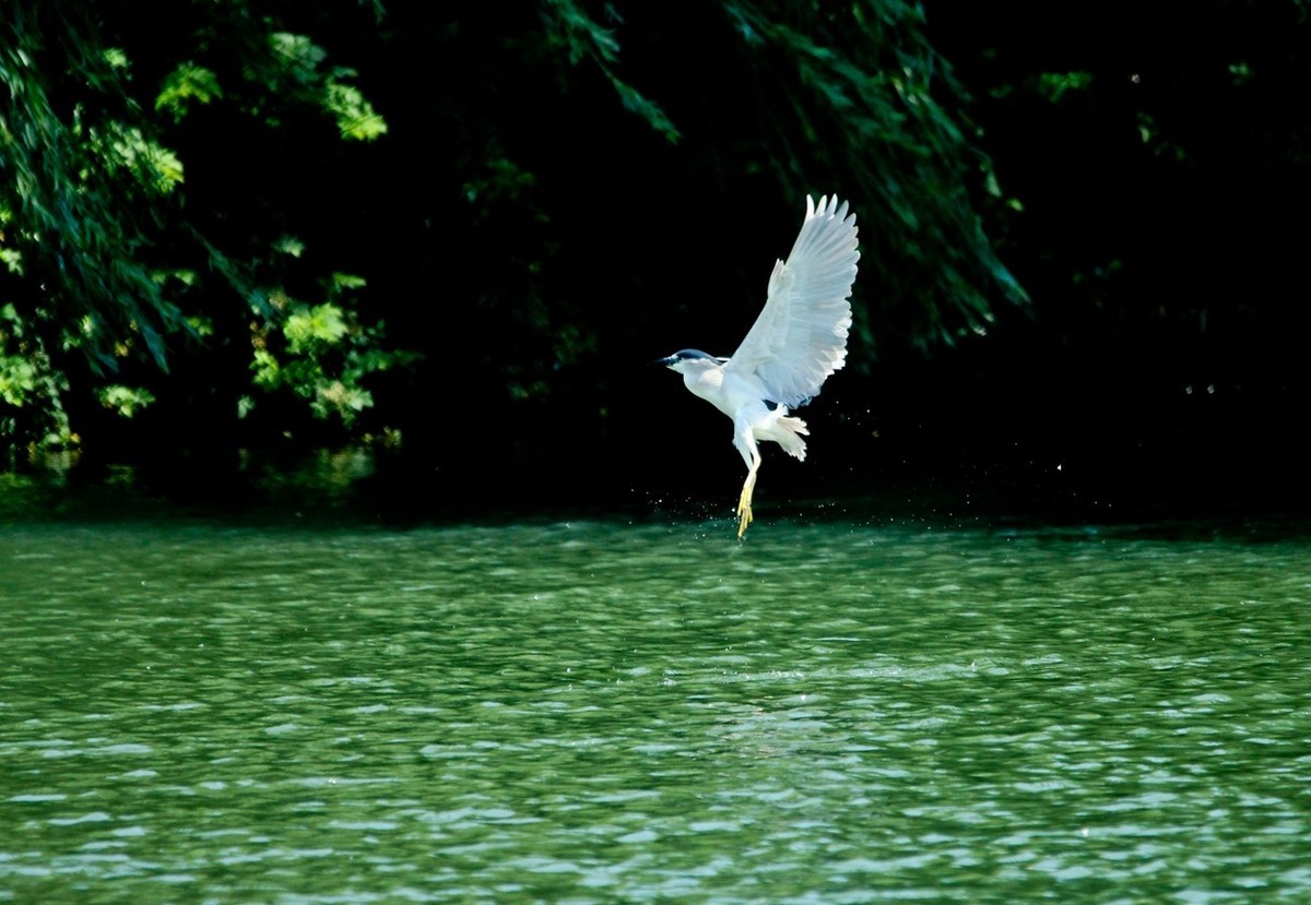 初夏——明湖夜鹭