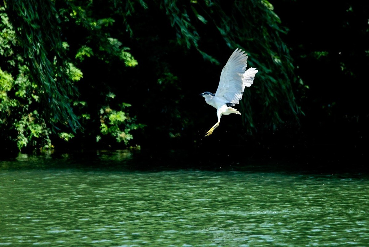 初夏——明湖夜鹭