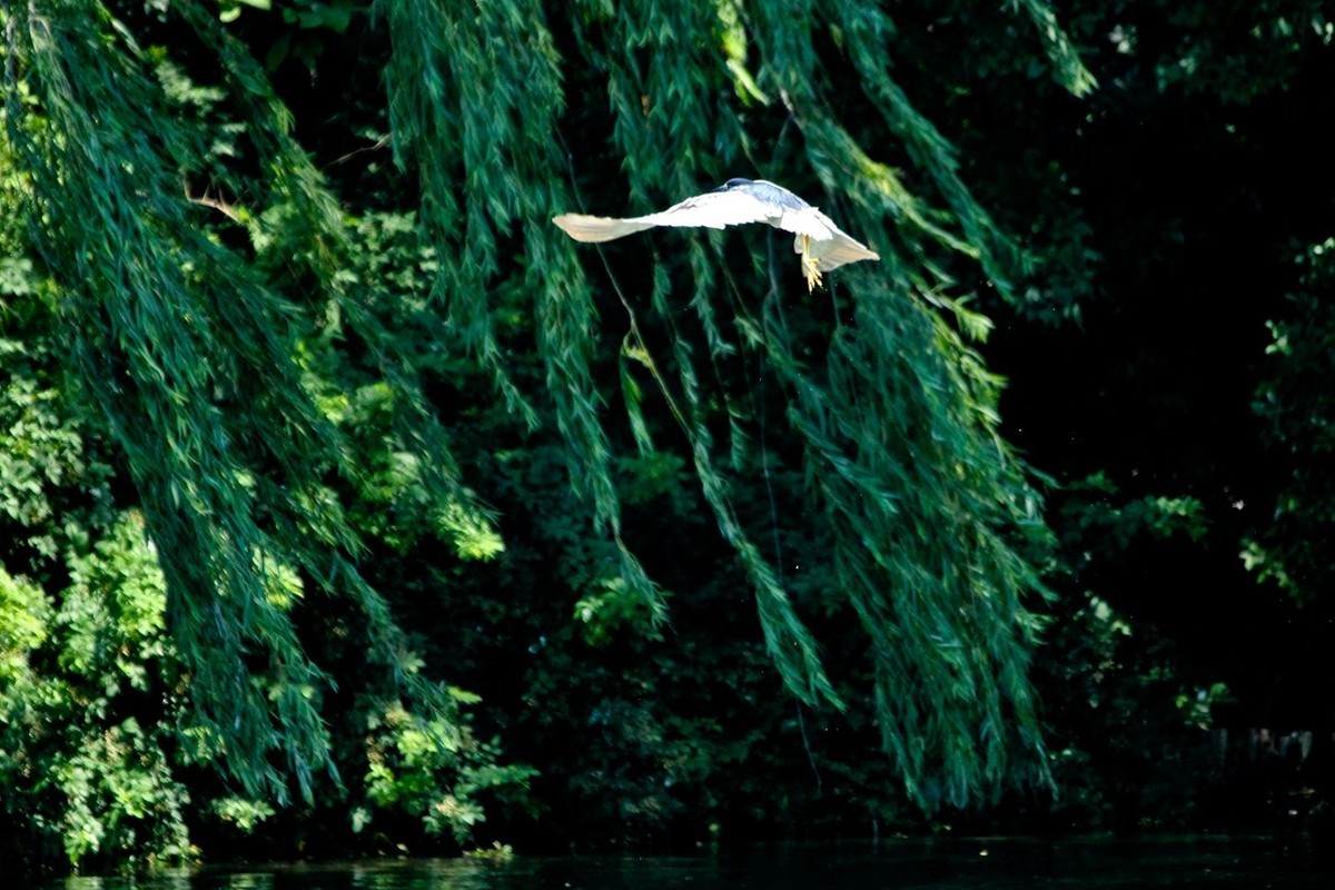 初夏——明湖夜鹭