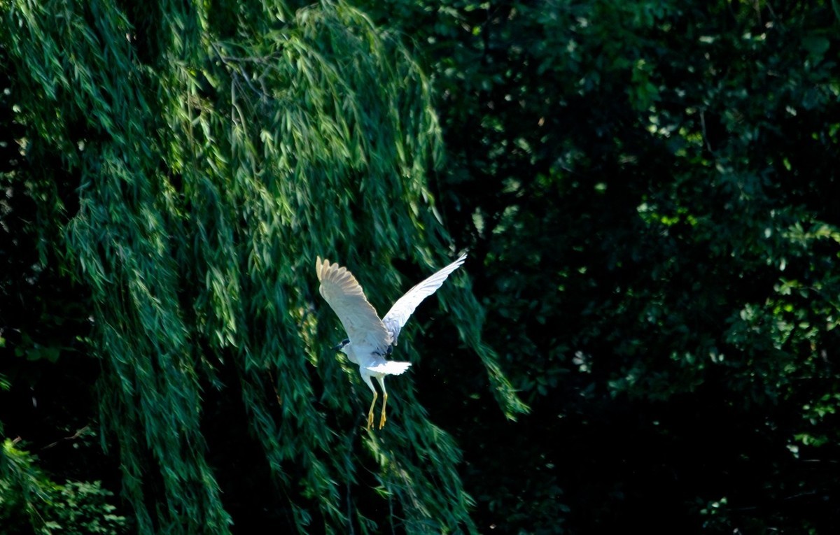初夏——明湖夜鹭