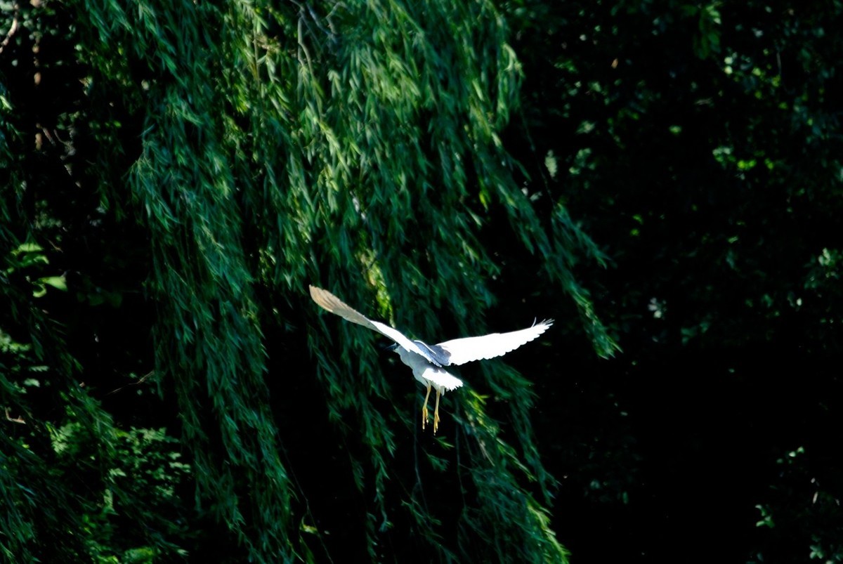 初夏——明湖夜鹭