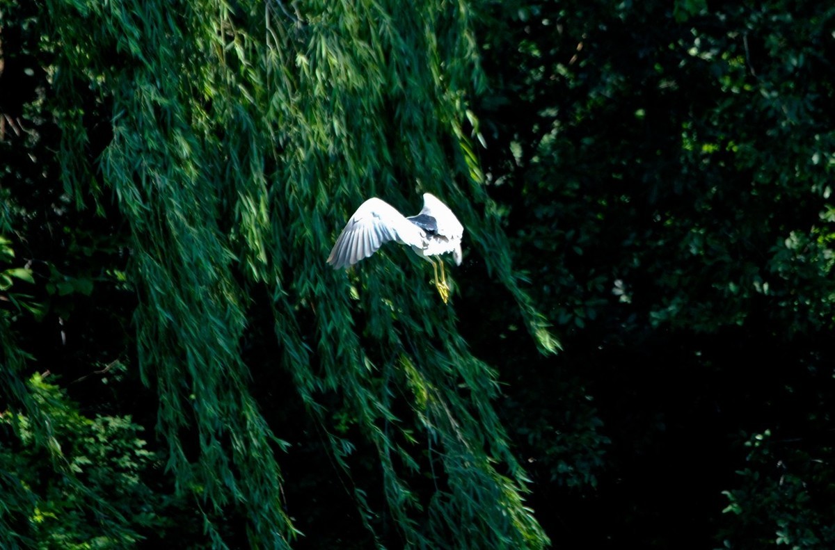 初夏——明湖夜鹭