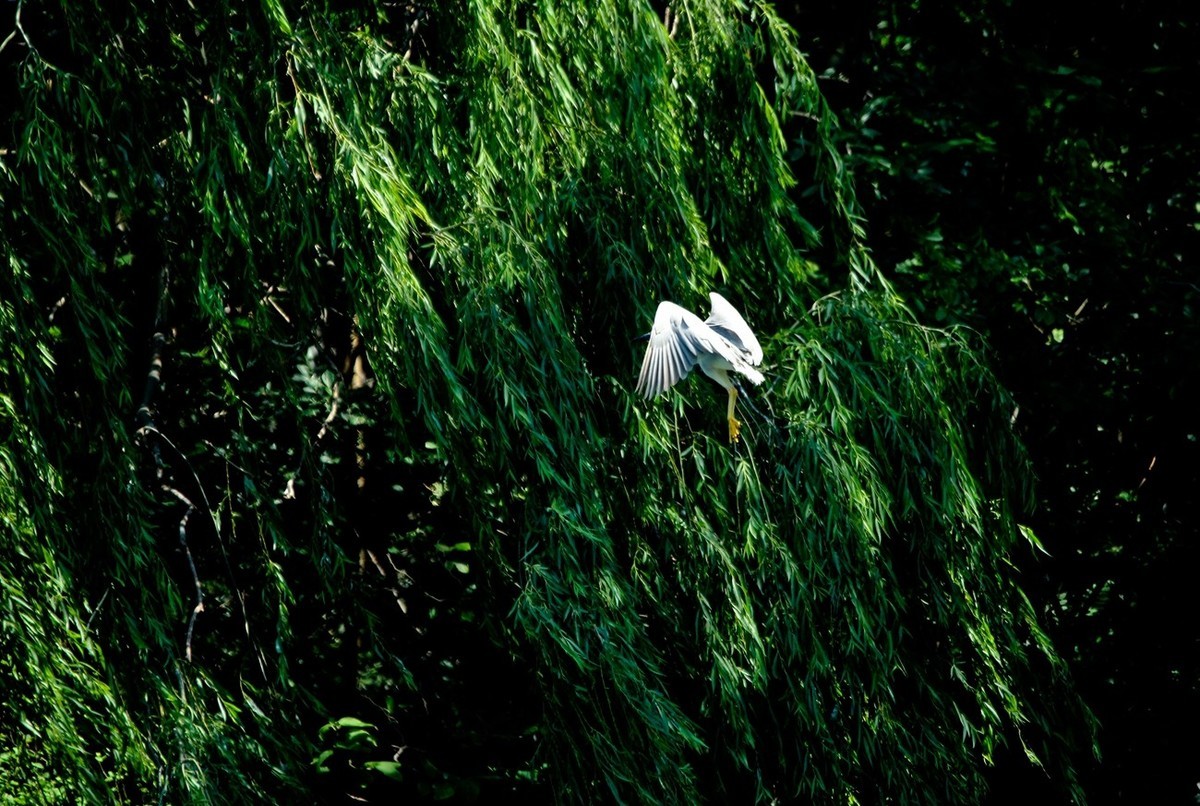 初夏——明湖夜鹭