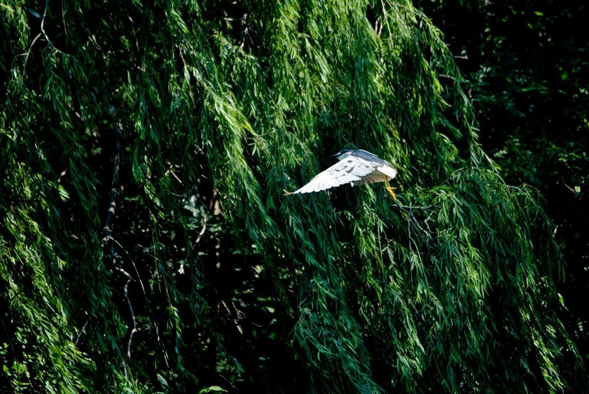 初夏——明湖夜鹭