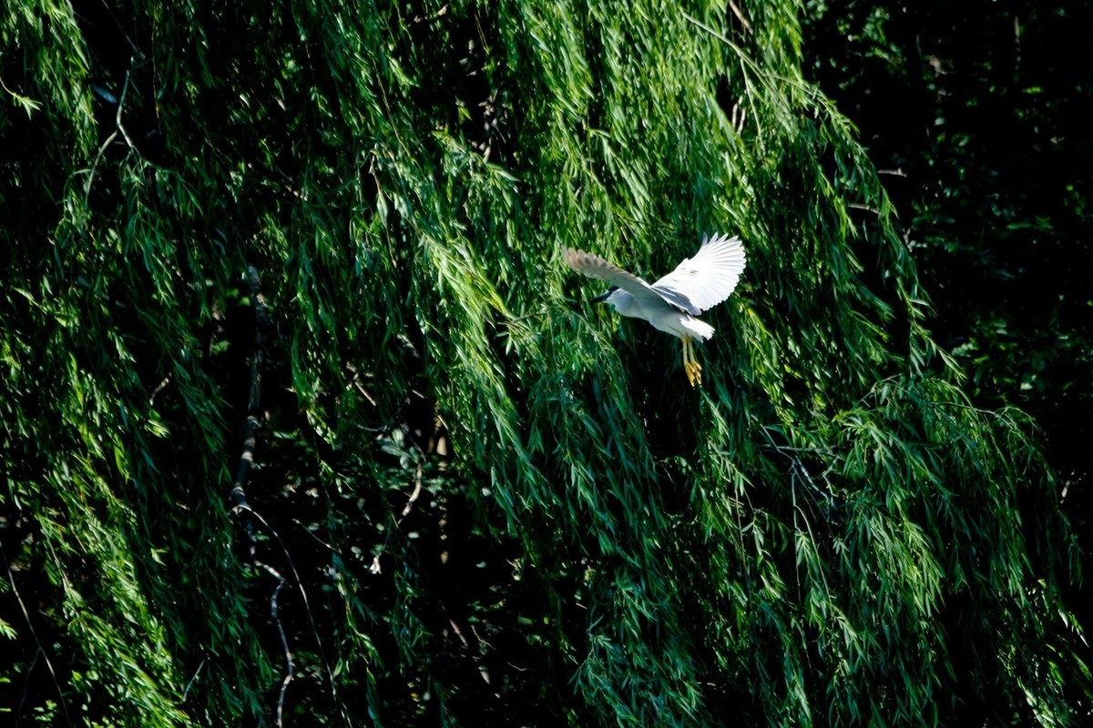 初夏——明湖夜鹭
