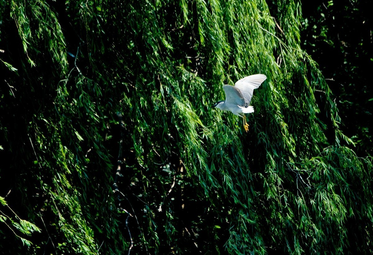 初夏——明湖夜鹭