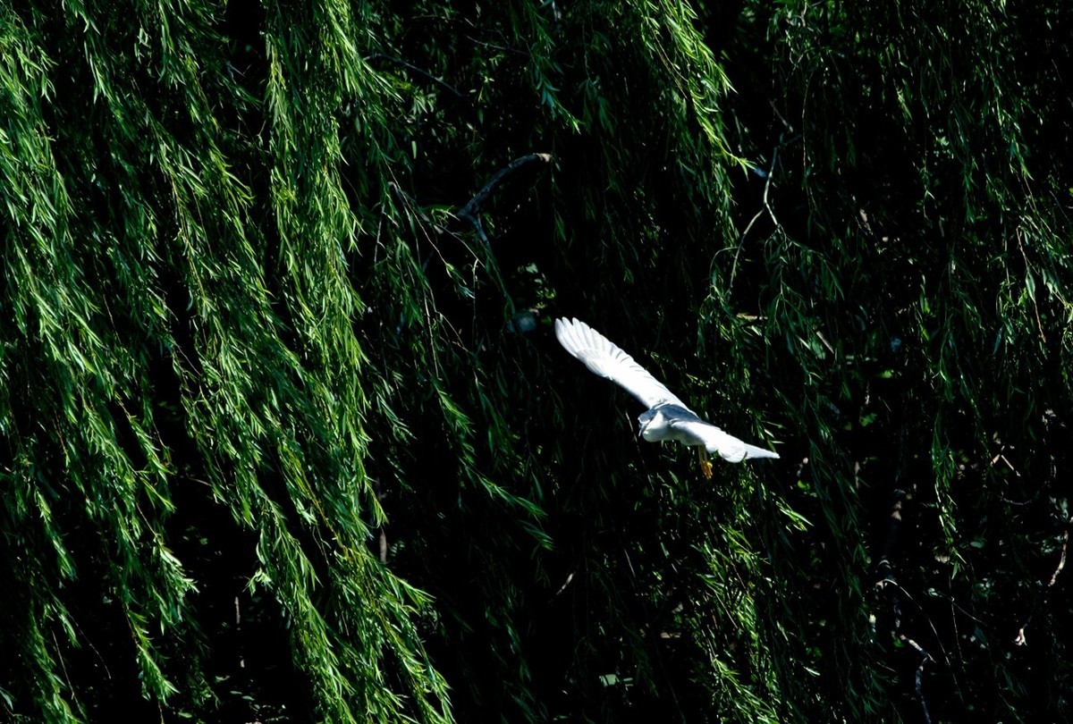 初夏——明湖夜鹭