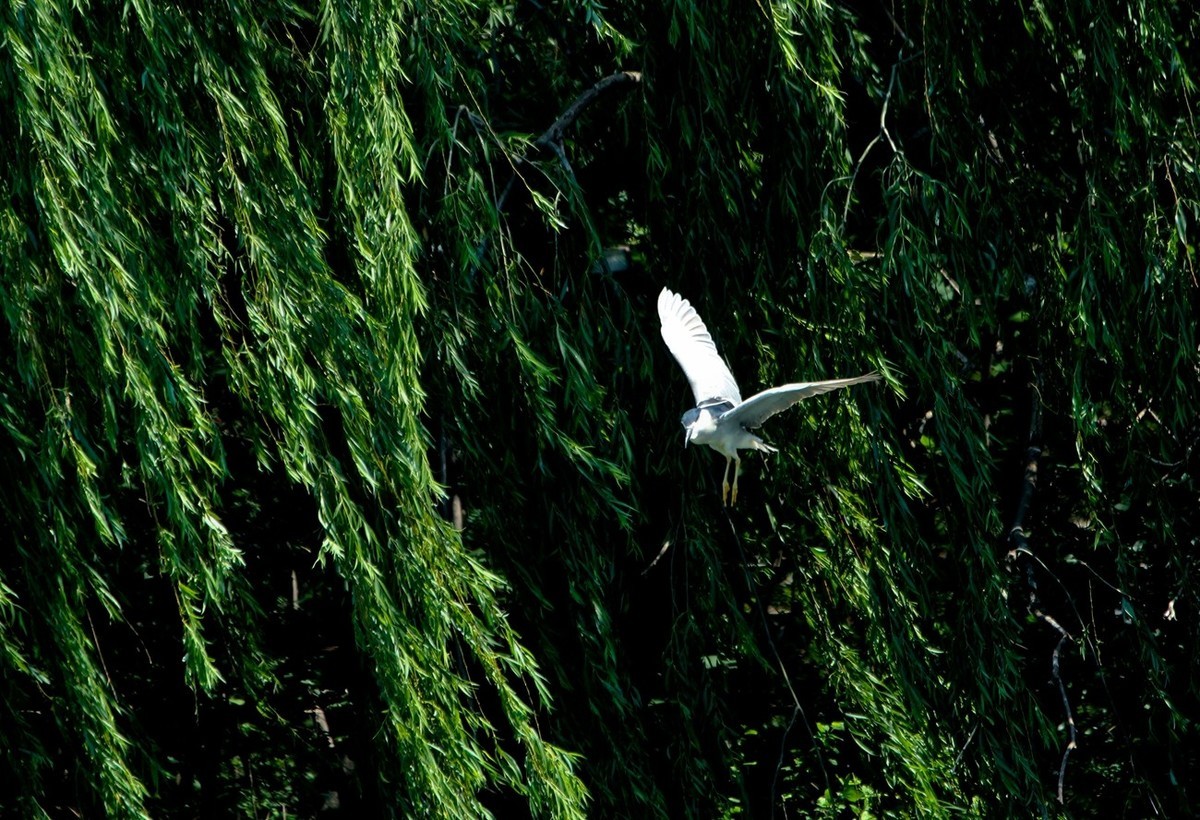 初夏——明湖夜鹭