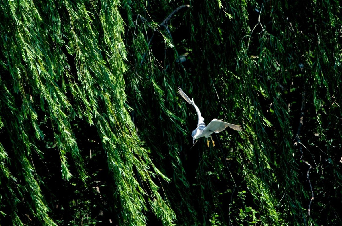 初夏——明湖夜鹭