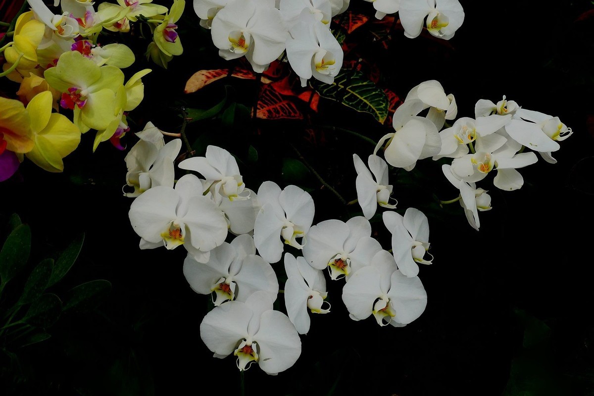 再拍植物园蝴蝶兰