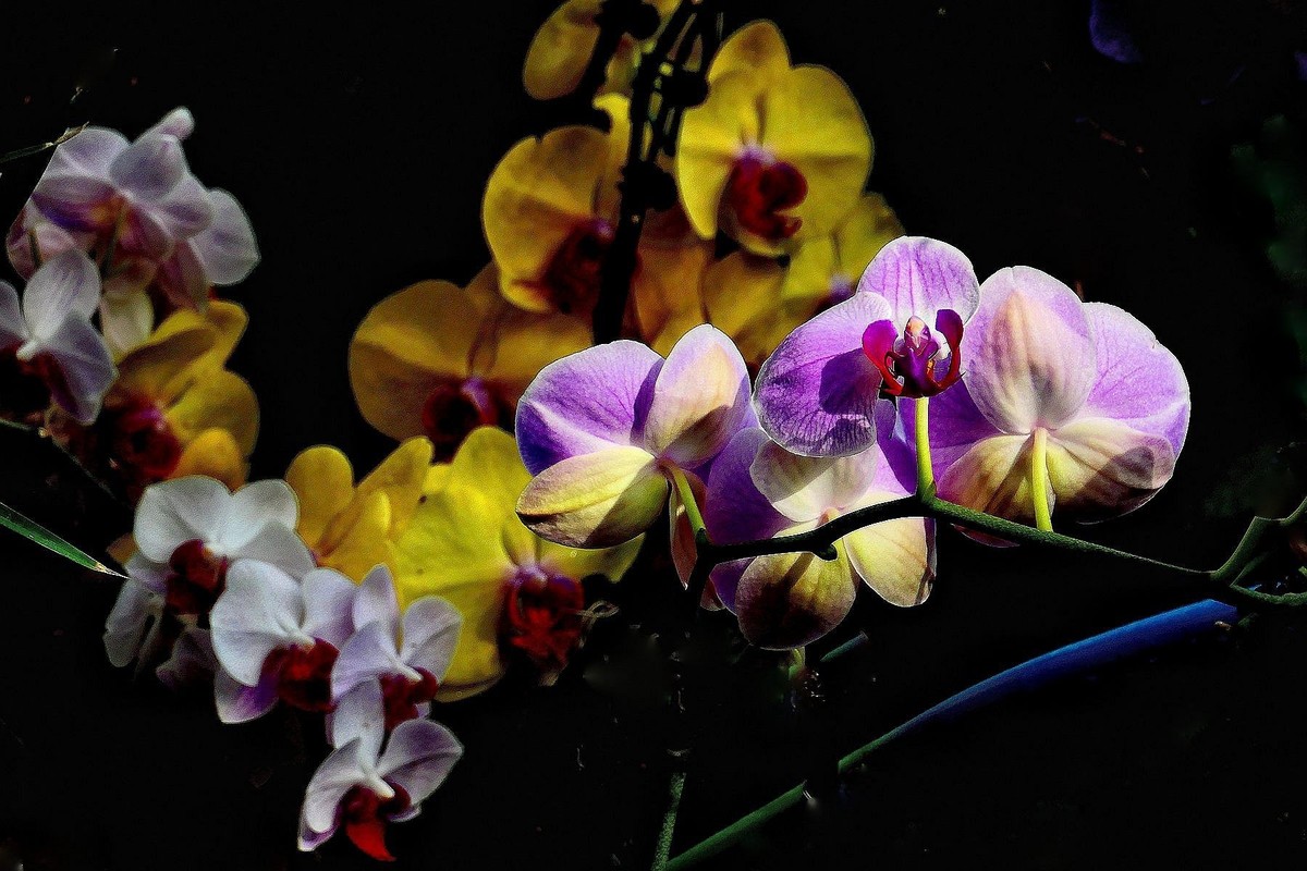 再拍植物园蝴蝶兰