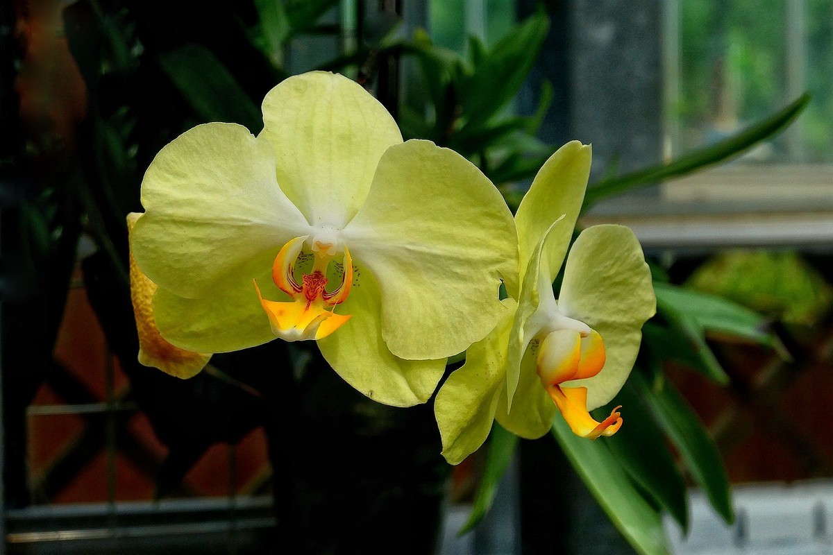 再拍植物园蝴蝶兰