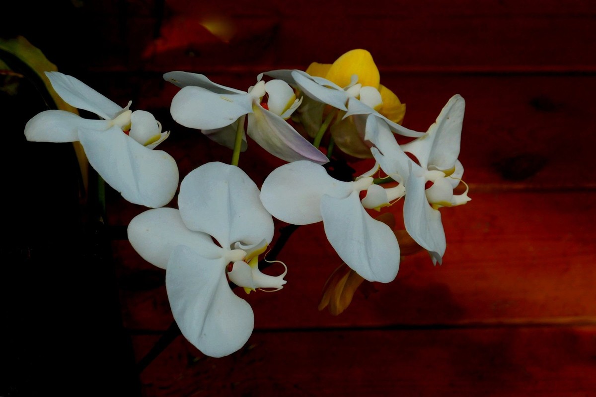 再拍植物园蝴蝶兰