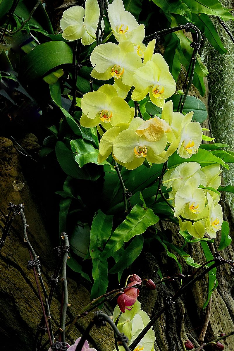 再拍植物园蝴蝶兰