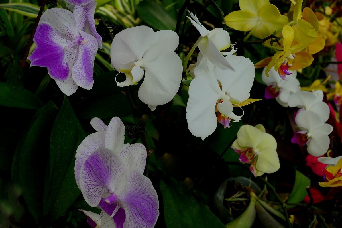 再拍植物园蝴蝶兰