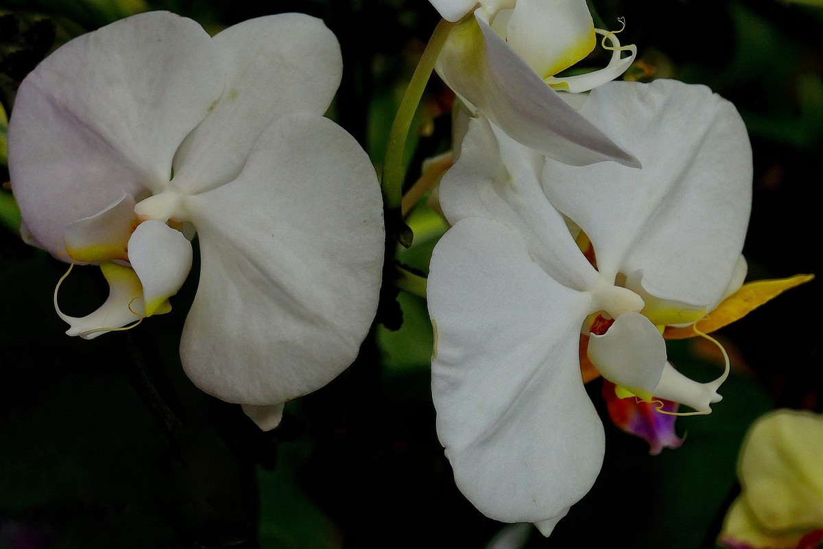 再拍植物园蝴蝶兰