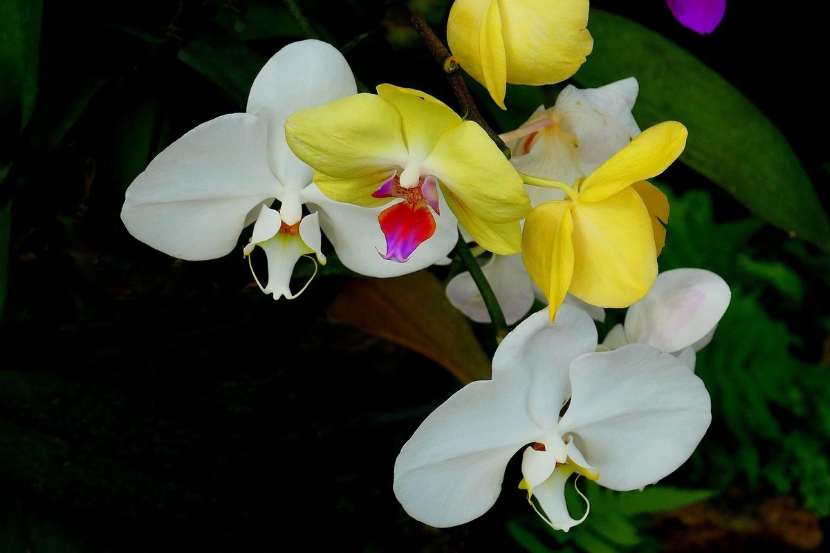 再拍植物园蝴蝶兰